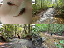 Fig. 1. Photographs of Harttiella lucifer collected on the Nouvelle France waterfall (a), waterfall where the H. lucifer population was recorded (b), specimen collection with a dipnet (c) and 200 m downstream sampling site with eDNA pumps on the banks (d). Photos by O. Coutant (a) and J. Murienne (b–d).