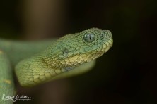 Atheris chloriechis - Ghana