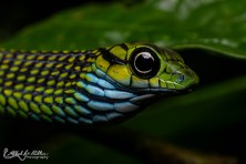 Rhamnophis aethiopissa - Uganda