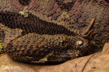 Bitis nasicornis - Uganda