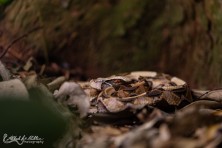 Bitis gabonica - Uganda