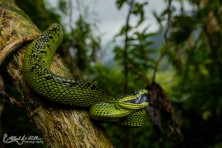 Atheris nitschei - Uganda