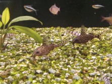 A younger catfish from the same supplier with a fused caudal fin.