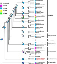 FIGURE 3: Consensus trees showing maximum likelihood ancestral state reconstructions of diploid numbers based on Markov model 1 (Mk1) using Mesquite software. This evolutionary analysis integrated cytogenetic data available for Doradidae species (including the present study) and two Auchenipteridae species (a sister group) with sequences of two mitochondrial DNA fragments (cytochrome c oxidase subunit I [COI] and ribosomal DNA [rDNA] 16S) and one nuclear DNA fragment (recombination-activating gene 1 [Rag 1]) obtained from the molecular phylogeny of Sabaj and Arce (2021).