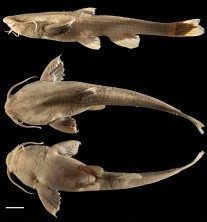 Lateral, dorsal and ventral views of Xyliphius barbatus. CI-FML 7944. San Francisco River, Bermejo River basin, Jujuy province. Scale bar: 10 mm.