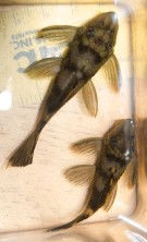 Leporacanthicus.triactis0.jpg