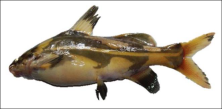 Figure 2 The morphology of Dukang fish (Bagroides melapterus)