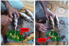 Figure 1 The mucus of the Dukang fish (Bagroides melapterus)