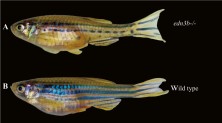 Figure 6  Phenotype of edn3b−/− zebrafish mutant A: edn3b−/− mutant exhibits two or three scattered stripes with normal peritoneal iridophores. Bottom stripes show melanophore deficiencies, presenting with a spotted pattern. B: Wild-type zebrafish exhibits three or four melanophore stripes with sparse iridophores and light inter-stripes with abundant iridophores.