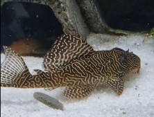 Pleco1.JPG