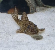 Pleco2.JPG