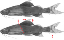 C. phantasia from original description (Steward, DJ. 1985)