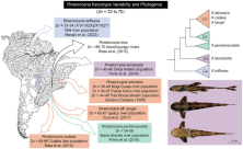 Figure 1. Chromosomal polymorphisms are described in populations of the genus Rineloricaria in different locations in Brazil