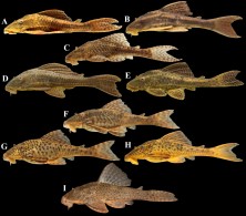 FIGURE 8 |<br />General morphology and color pattern in life of Hypostomus khimaera in lateral view. A. CITL 1156, 151.1 mm SL, from the ribeirão Pedro Gomes, rio Piquiri basin; B. Uncatalogued, 100.0 mm SL, from the rio Curupira, a tributary of the rio Pari; C. Non-preserved specimen, 100.0 mm SL, from the córrego Criminoso, a tributary of the rio Taquari; D. 250.0 mm SL and E. 150.0 mm SL, both uncatalogued, from a tributary of the rio Juba, rio Sepotuba basin; F, G and H. uncatalogued specimens, all with approximately 100.0 mm SL, from the córrego Fortaleza, rio Taquari basin; I. CITL 1140, 130.0 mm SL, from the córrego Rio Verde, rio Taquari basin.