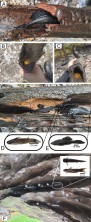 Figure 2<br />A) Ancistrus hoplogenys (Günther, 1864), B) and C) eggs of A. hoplogenys, D) Tatia strigata Soares-Porto, 1995, E) Ancistrus hoplogenys (Günther, 1864) and F) Tatia strigata Soares-Porto , 1995 in trunks sampled in the Central stream of the Tupé SDR, in the region of the Lower Rio Negro, state of Amazonas, Brazil. “*” indicates each fish.