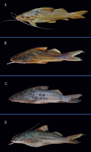 Figure 2 - Different colorations of Pimelodus maculatus specimens captured in the province of Córdoba.