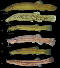 Fig. 3 Lateral view of morphotypes variation of Cambeva cf. perkos: Morphotype I: (a) NUP 17390, 105.3 mm SL (Rio Tibagi). (b) NUP 19261, 85.8 mm SL (Rio Itararé). Morphotype II: (c) NUP 17390, 64.6 mm SL (Rio Tibagi). Morphotype III: (d) NUP 17468, 93.5 mm SL (Rio Tibagi), (e) NUP 17451, 46.8 mm SL (Rio Tibagi). (f) Lateral view of the holotype of Trichomycterus perkos (currently Cambeva perkos), MCP 46679, 93.5 mm SL (Upper Uruguay ecoregion); modified from original description of Datovo, Carvalho &amp; Ferrer (2012). Scales bar = 10 mm