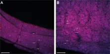 Figure 5. Taste buds on the maxillary barbels of the proximal section in T. rosablanca (A) and medial 556 section in E. mutisii (B) at 10X magnification. Arrows indicate taste buds with uniform (A) and 557 random (B) distribution, according to ANNI index. Scale bar: 200 μm.