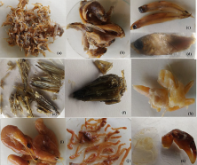 Figure 3. Most preferred food items present in the gut of M. gulio (a. fish larva, b,c,d: different types of<br />fishes, e,f: fish waste, g: bone piece, h: prawn, i:polychaetes, j: fish scale and crustacean body part)