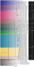 ig. 3. Bayesian inference tree representing species delimitation analyses of Sturisoma using four different methods (ABGD, GMYC, BPP, and bPTP). Red dots on nodes represent posterior probability (PP) values below 0.70. Color boxes indicate lineages recognized here based on delimitation analyses. (For interpretation of the references to color in this figure legend, the reader is referred to the web version of this article.)