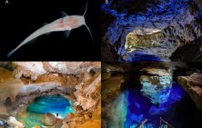 Figure 2. Rhamdiopsis krugi, live specimen, photograph: D. Fenolio (A). Caves of occurrence of R. krugi in the Chapada Diamantina region, central Bahia, showing the large proportions of the phreatic water bodies (B–D). Photographs: A.O. Lobo.