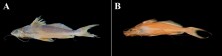 FIGURE 72.  (A) Propimelodus nov. sp. 1, UMSS 3231, 109.6 mm SL, Blanco River, Iténez sub-basin, Amazon Basin; (B) Propimelodus nov. sp. 2, UMSS 10655, 99.8 mm SL, Beni River, Florida stream, B-MD-O sub-basin, Amazon Basin, Photographs by Matias Careaga; (C) Pimelodidae nov. gen. 1 nov. sp. 1, UMSS 10387, 62 mm SL, Beni River, Florida, B-MD-O sub-basin, Amazon Basin; (D) Pimelodidae nov. gen. 1 nov. sp. 2, UMSS 10457.1, 50.4 mm SL, Beni River, Florida, B-MD-O sub-basin, Amazon Basin; (E) Pimelodidae nov. gen. 1 nov. sp. 3, UMSS 18301, 50.1 mm SL, Beni River, Florida, B-MD-O sub-basin, Amazon Basin; (F) Pimelodidae nov. gen. 2 nov. sp. 1, UMSS 7781, 220 mm SL, Beni River, B-MD-O sub-basin, Amazon Basin.