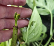 My first Mangrove leaves