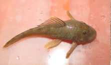 Chaetostoma aff microps alto mayo.png