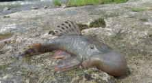 Chaetostoma 1 alto mayo.png