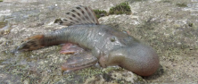 Chaetostoma 1 alto mayo lg.png