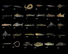 Figura 3. Continúa. dd) Apteronotus albifrons, 176.5 mm LT; ee) Platyurosternarchus macrostoma, 207.8 mm LT; ff) Electrophorus varii, 1080.2 mm LT; gg) Steatogenys elegans, 66.5 mm LT; hh) Sternopygus macrurus, 213.4 mm LT; ii) Bunocephañus caracoideus, 38.9 mm LE. jj) Phenacorhamdia sp. 114.9 mm LE; kk) Duringlanis perugiae, 33.0 mm LE; ll) Tatia dunni, 176.3 mm LE; mm) Tatia intermedia, 73.1 mm LE; nn) Trachelyopterus galeatus, 160.8 mm LE; ññ) Corydoras iiap . 40.0 mm LE; oo) Denticetopsis seducta, 42.1 mm LE; pp) Platydoras armatulus, 49.1 mm LE; qq) Imparfinis pseudonemacheir, 40.0 mm LE; rr) Ancistrus sp. 148.9 mm LE; (ss) Hypostomus hemicochliodon, 148.9 mm LE; tt) Lasiancistrus schomburgkii, 112.7 mm LE; (uu) Panaqolus changae, 87.2 mm LE; vv) Batrochoglanis raninus, 133.3 mm LE; ww) Ochmacanthus reinhardtii, 41.8 mm LE; xx) Thalassophryne amazonica, 31.8 mm LE; yy) Anablepsoides sp. 187.1 mm LE; zz) Potamorrhaphis eigenmanni, 150.4 mm LE; A1) Pseudotylosurus angusticeps, 276.2 mm LE; B1) Synbranchus marmoratus, 98.7 mm LE; C1) Apistogramma eunotus, LE 38.5 mm; D2) Bujurquina peregrinabunda, 75.0 mm LE; E2) Lugubria cincta, 187.1 mm LE; F2) Lugubria johanna, 154.7 mm LE. LE: longitud estándar, LT: longitud total.