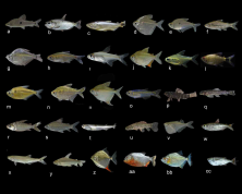 Figura 3. Peces de la quebrada Pintuyacu, río Itaya, Perú. a) Pseudanos trimaculatus, 92.2 mm LE; b) Brycon amazonicus, 149.8 mm LE; c) Salminus iquitensis, 176.9 mm LE; d) Brachychalcinus nummus, 63.1 mm LE; e) Charax tectifer, 94.0 mm LE; f) Creagrutus cochui, 65.9 mm LE; g) Ctenobrycon hauxwellianus, 49.1 mm LE; h) Knodus smithi, 50.7 mm LE; i) Microschemobrycon geisleri, 28.1 mm LE; j) Moenkhausia grandisquamis, 69.6 mm LE; k) Hemigrammus melogrammus, 28.9 mm LE; l) Bario oligolepis, 56.8 mm LE; m) Astyanax sp., 42.1 mm LE; n) Moenkhausia sp. 49.1 mm LE; ñ) Stethaprion erythrops, 59.9 mm LE; o) Tyttocharax cochui, 13.6 mm LE; p) Elachocharax pulcher, 13.2 mm LE; q) Melanocharacidium rex, 42.9 mm LE; r) Curimata vittata, 109.6 mm LE; s) Cyphocharax notatus, 95.6 mm LE; t) Rhaphiodon vulpinus, 174.3 mm LE; u) Hoplias malabaricus, 158.1 mm LE; v) Gasteropelecus sternicla, 25.6 mm LE; w) Bryconops melanurus, 72.9 mm LE; x) Iguanodectes purusii, 65.1 mm LE; y) Prochilodus nigricans, 163.2 mm LE; z) Myloplus levis, 68.4 mm LE; aa) Pygocentrus nattereri, 121.9 mm LE; bb) Serrasalmus rhombeus, 78.8 mm LE; cc) Triportheus angulatus, 112.1 mm LE; LE: longitud estándar, LT: longitud total.