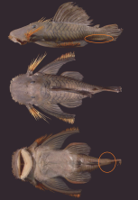 dorsal lamina.png