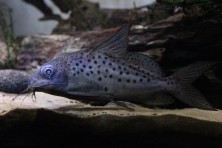 Synodontis resupinatus