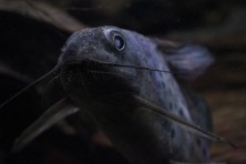 Close up of barbels