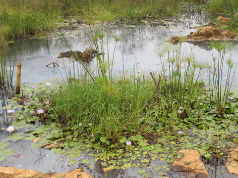 Collecting in the swamp.