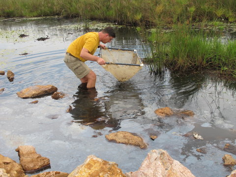 Papyrus swamp habitat at first location