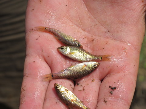 Barbus apleurogramma