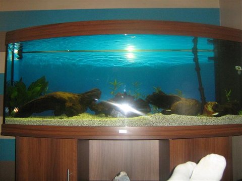 fish tank (Small).JPG