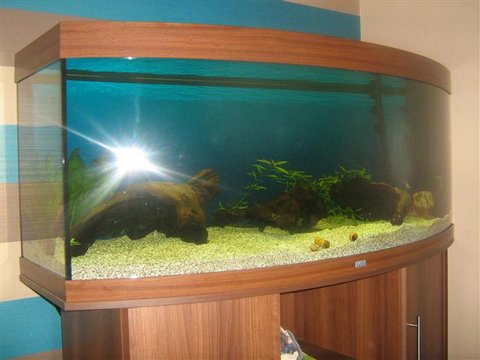 fish tank 1 (Small).JPG