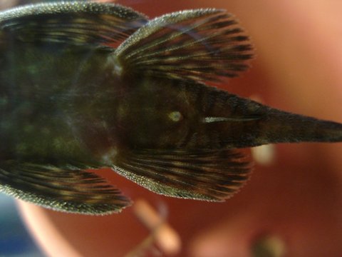 pleco 002.jpg