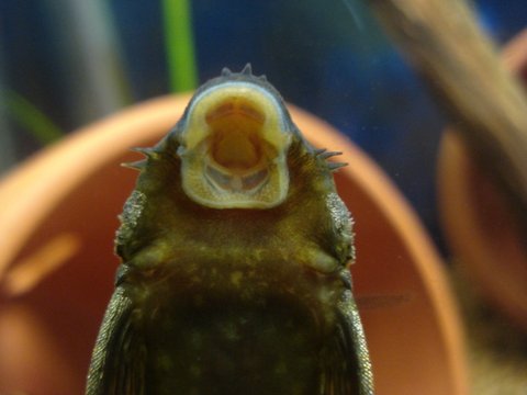 pleco 003.jpg