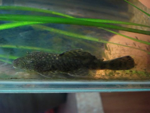 pleco 004.jpg