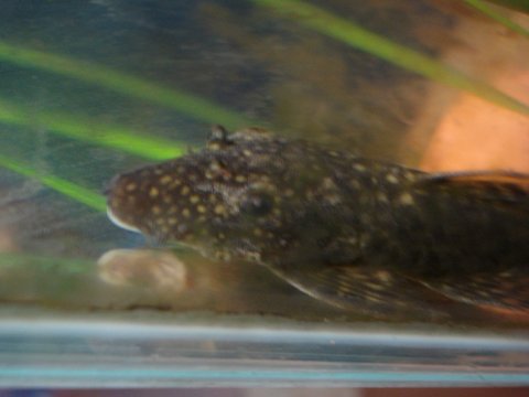 pleco 005.jpg