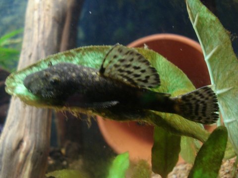 pleco 007.jpg