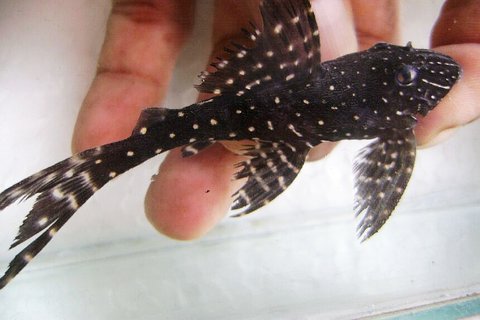 PLECO NEW XINGU 3 - 18 MAR 2010.jpg