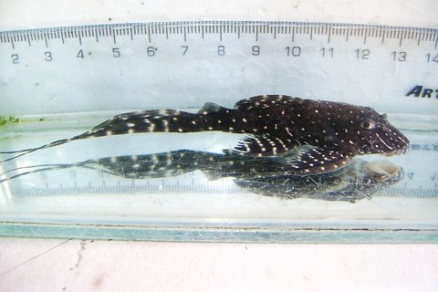 PLECO NEW XINGU 4 - 18 MAR 2010.jpg