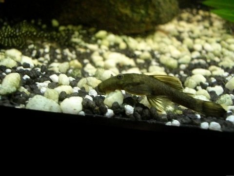 clearer pic of bristlenose.jpg