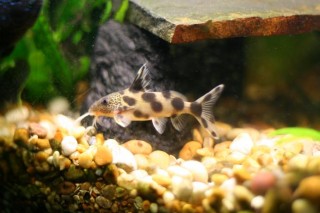 Synodontis.JPG