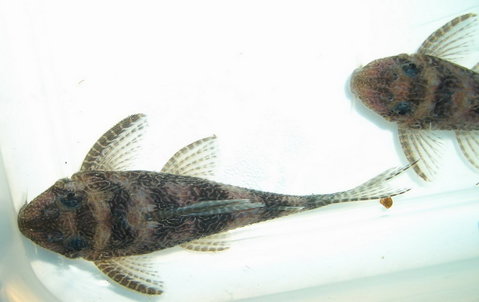 Hypancistrus_L260_23.jpg